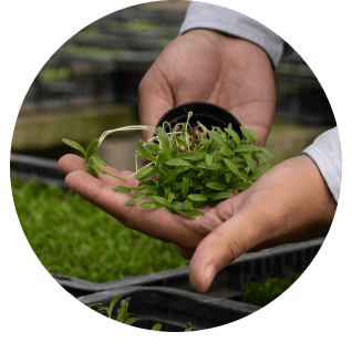 sector agroindustrial